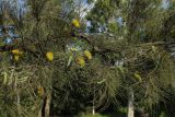 Hakea chordophylla. Ветки с соцветиями. Израиль, Шарон, пос. Кфар Монаш, ботанический сад \"Хават Ганой\". 15.12.2015.