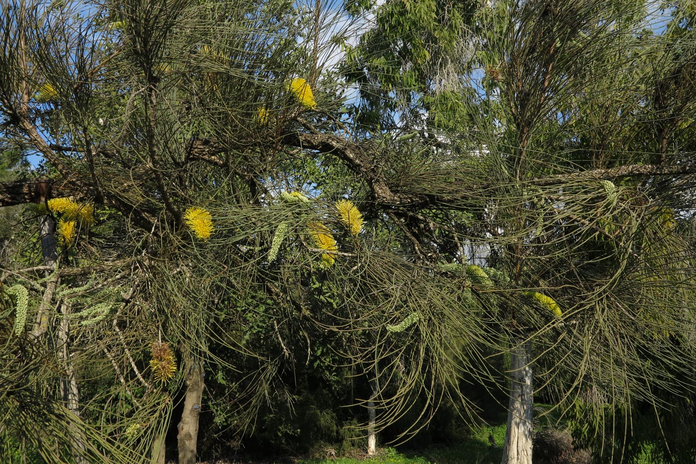 Изображение особи Hakea chordophylla.