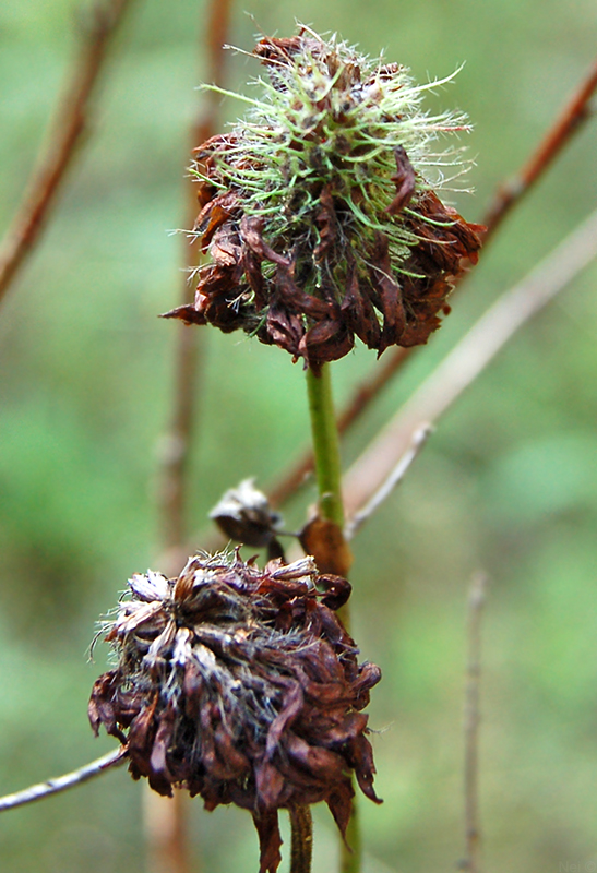 Image of Trifolium pratense specimen.