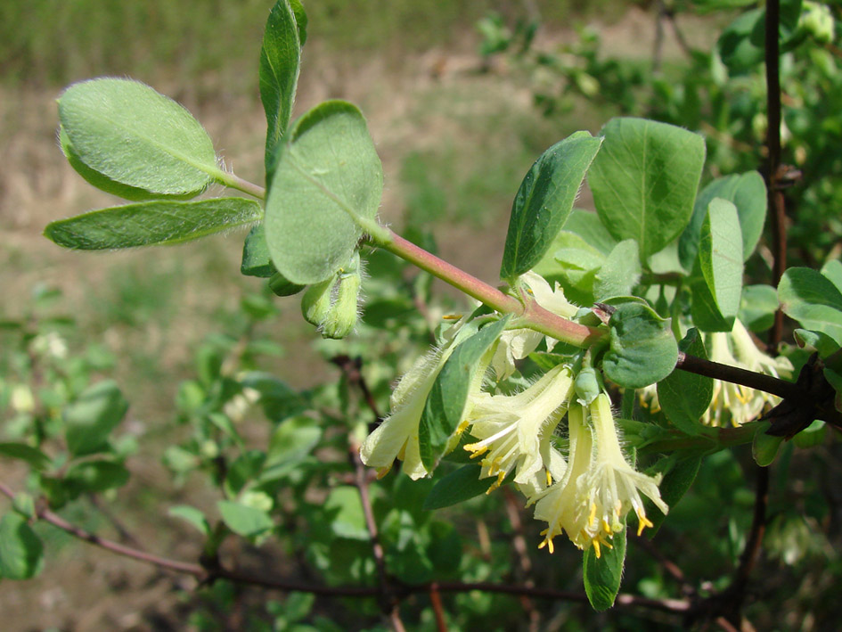 Image of Lonicera caerulea specimen.