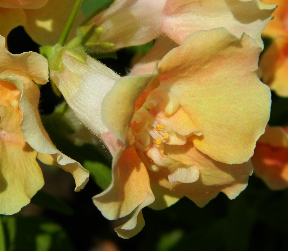 Изображение особи Antirrhinum majus.