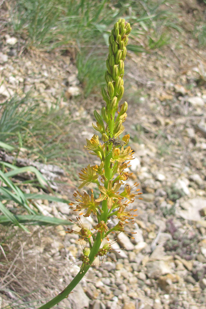 Image of Eremurus jungei specimen.