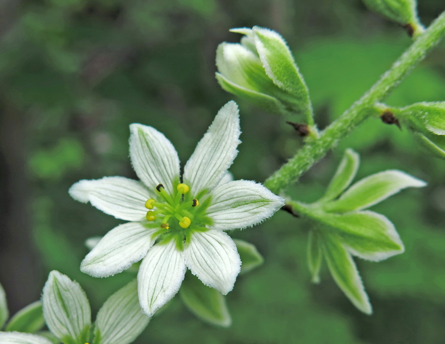 Image of Veratrum dahuricum specimen.