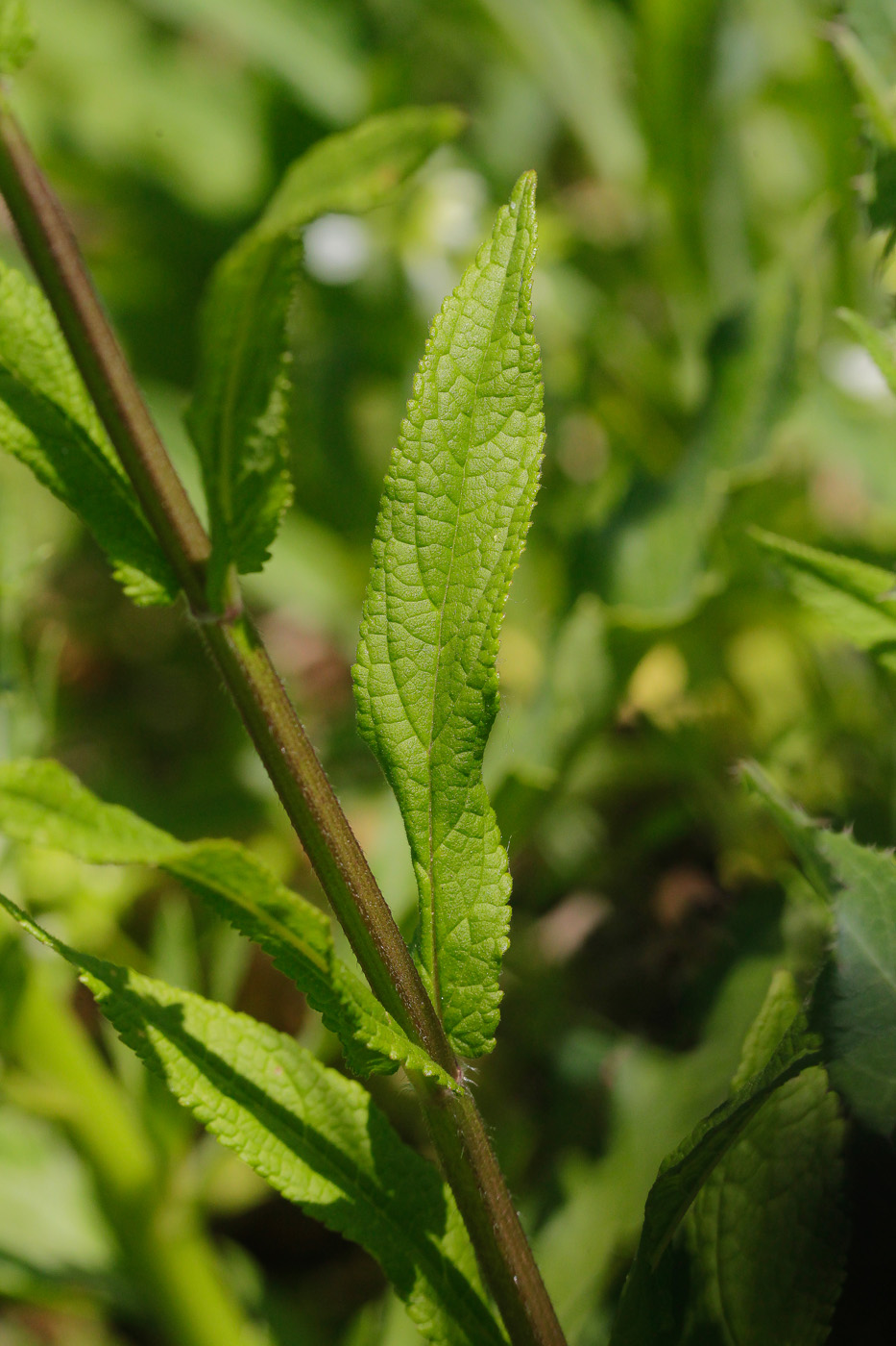 Изображение особи Stachys palustris.