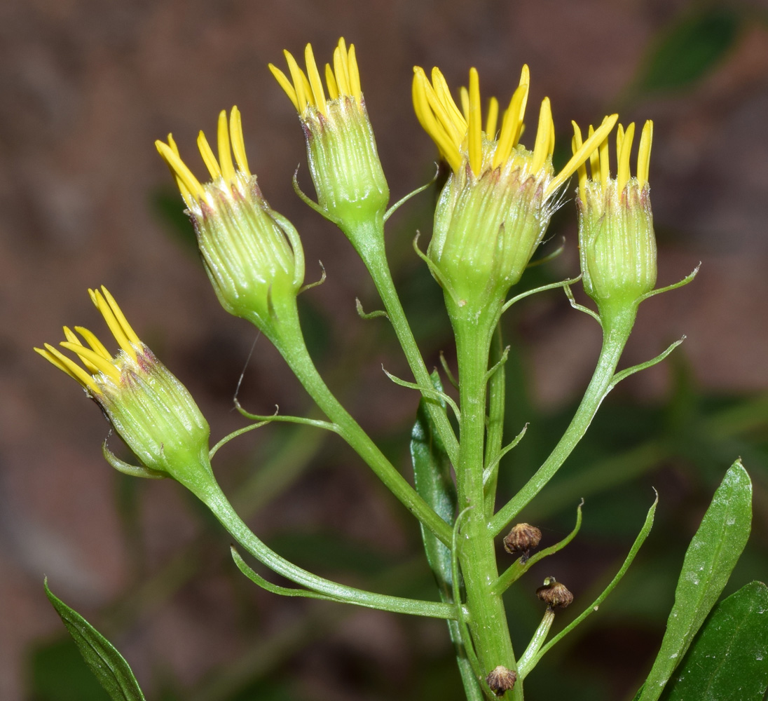 Image of Senecio racemulifer specimen.