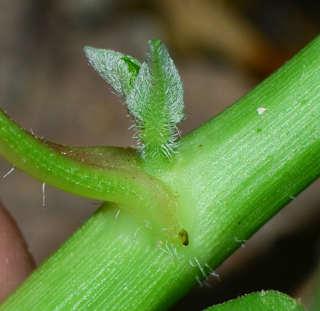 Image of Euphorbia heterophylla specimen.