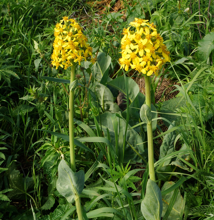 Изображение особи Ligularia altaica.