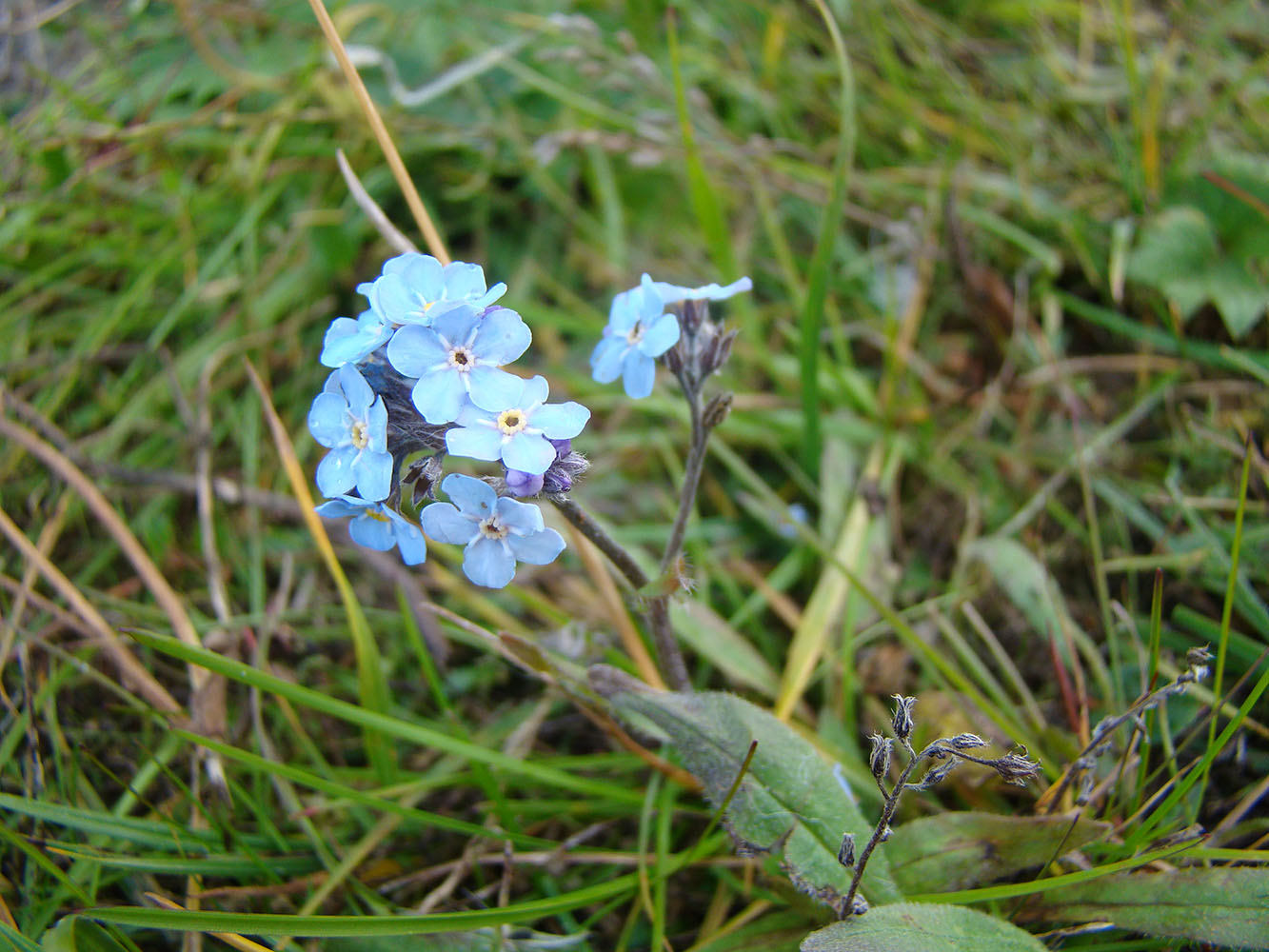 Изображение особи Myosotis asiatica.