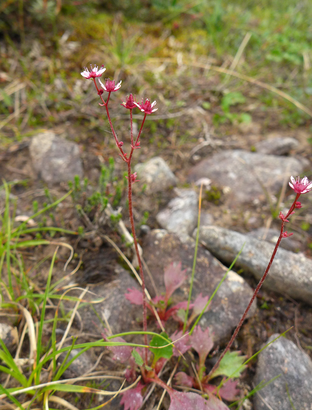 Изображение особи Micranthes calycina.