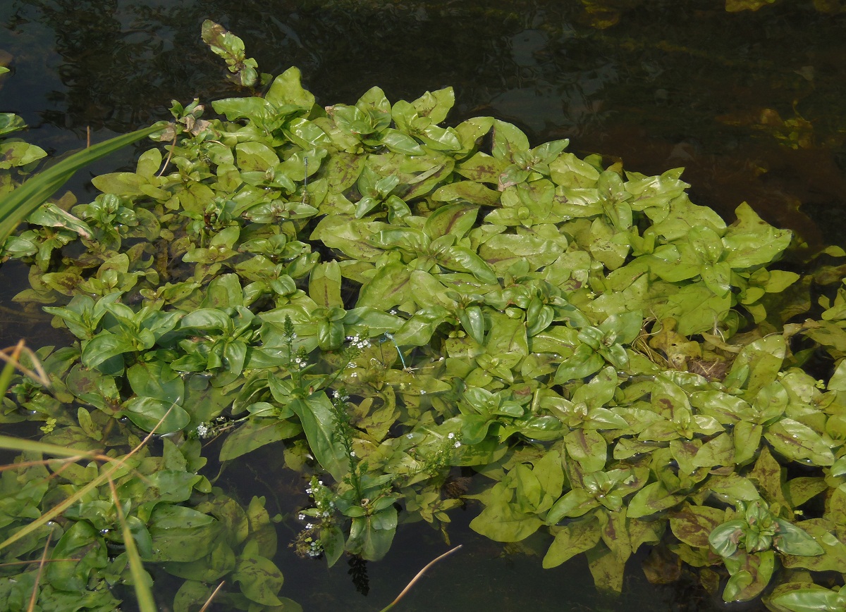 Image of Veronica anagalloides specimen.