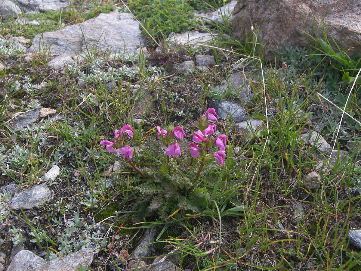 Image of Pedicularis nordmanniana specimen.