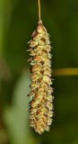 Carex suifunensis. Соплодие. Приморский край, окр. г. Находка, на лугу. 05.07.2015.