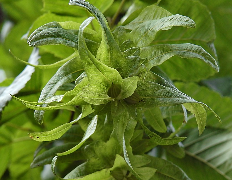 Image of Carpinus betulus specimen.