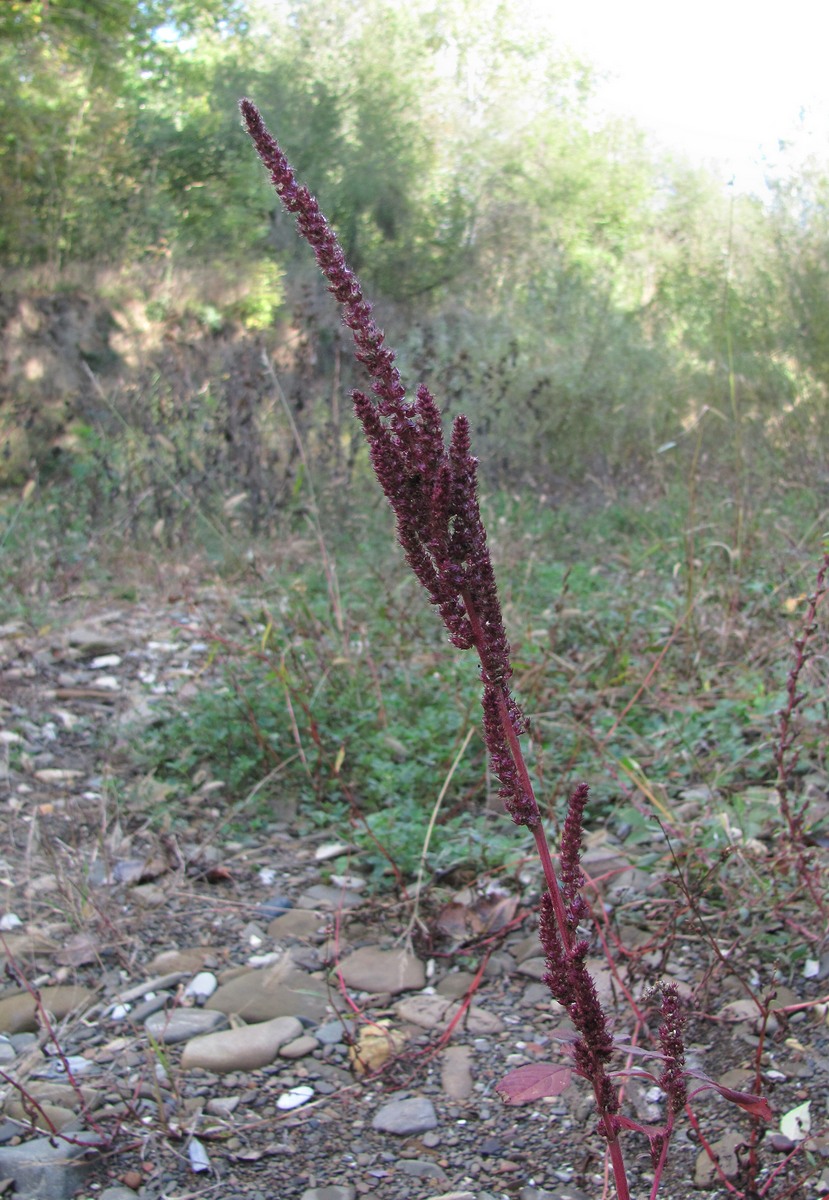 Изображение особи Amaranthus powellii.