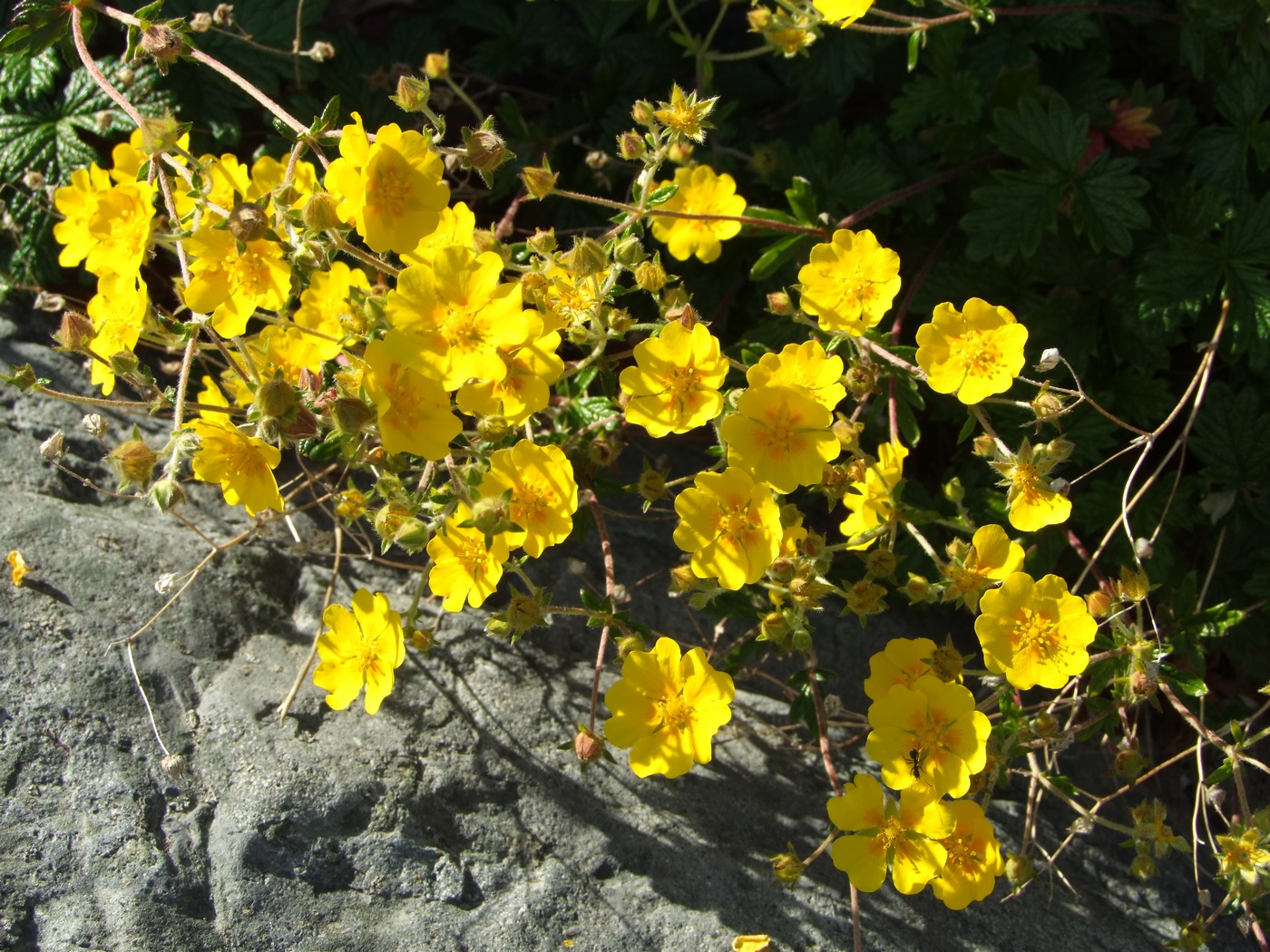 Изображение особи Potentilla rupifraga.