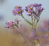 Смотреть изображение Tripolium pannonicum