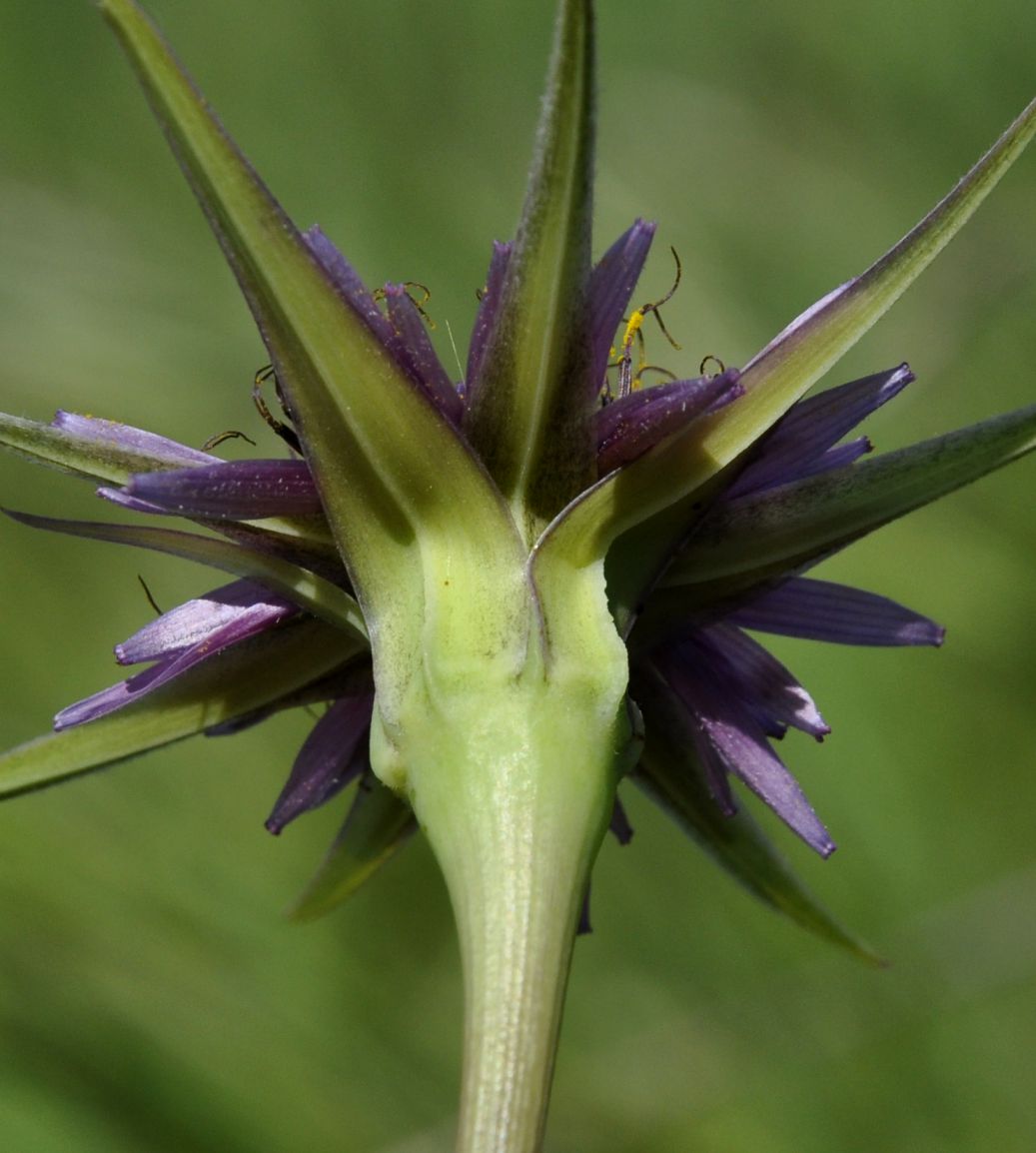 Изображение особи Tragopogon australis.