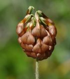 Trifolium grandiflorum