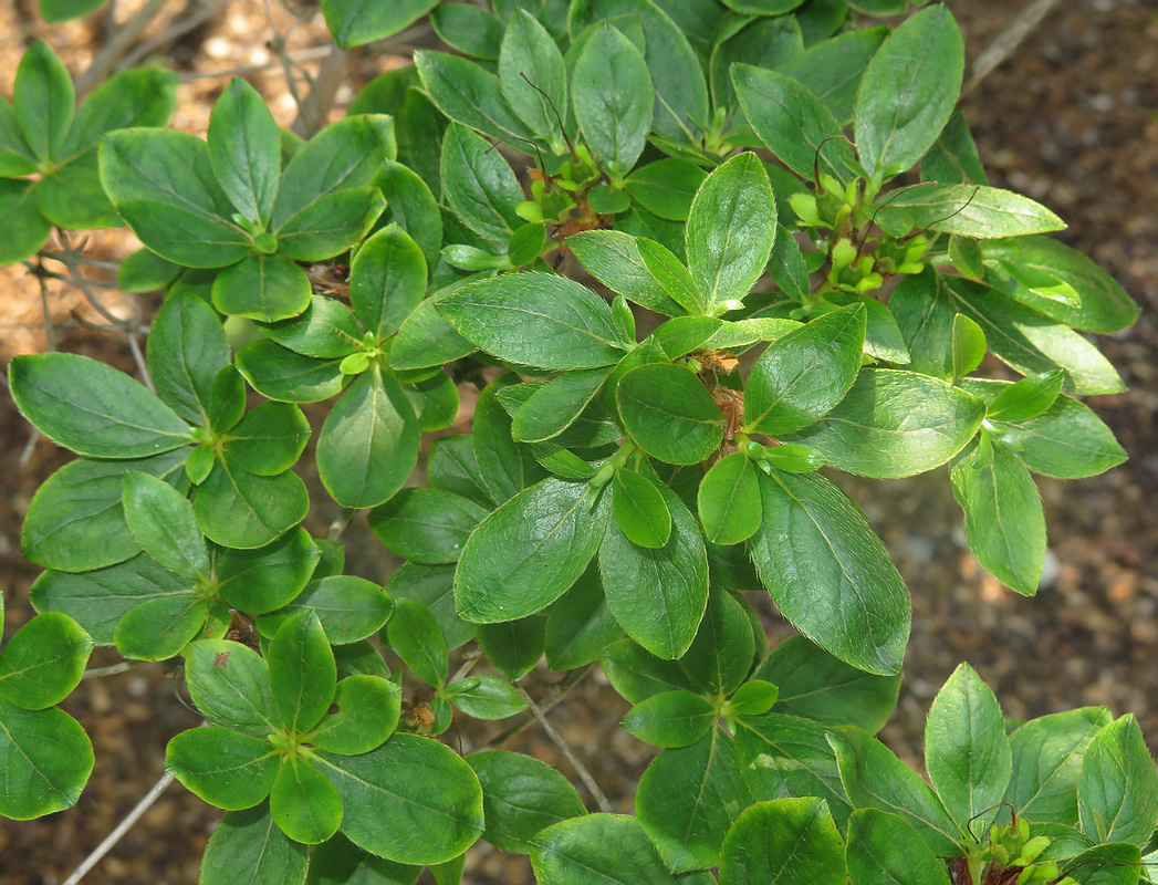 Изображение особи Rhododendron poukhanense.