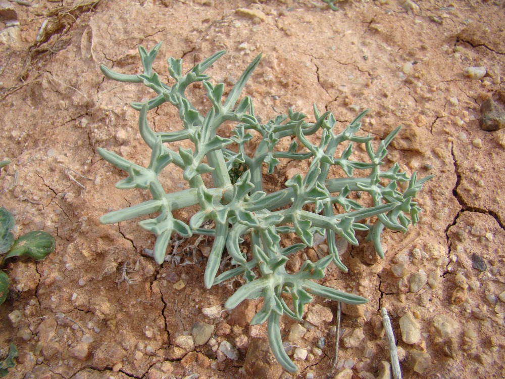 Изображение особи Ferula pimenovii.