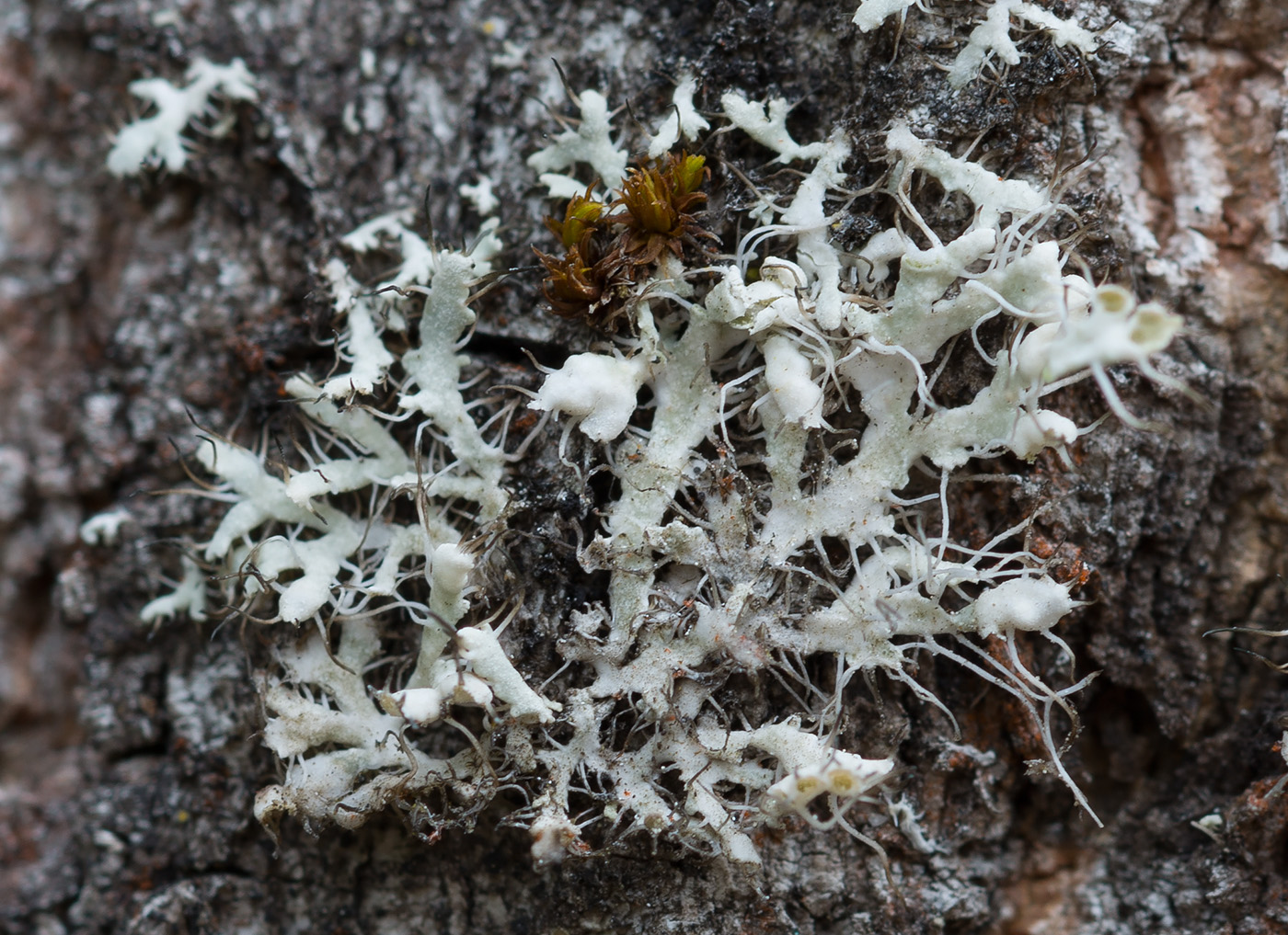 Изображение особи Physcia adscendens.