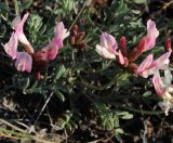 Astragalus subspecies tergeminus