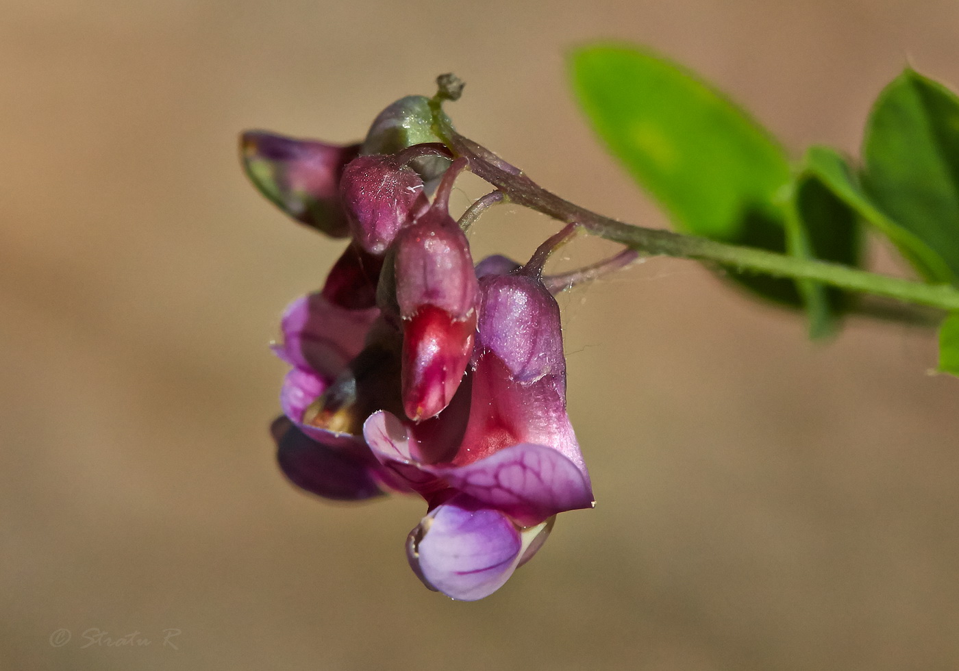 Image of Lathyrus niger specimen.