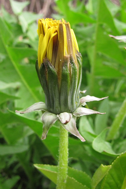 Изображение особи род Taraxacum.