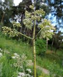 Valeriana officinalis. Верхушка отцветшего, повреждённого тлёй, растения. Московская обл., городской округ Балашиха, окр. дер. Чёрное, луг у ж.-д. платформы Заря. 17.07.2017.