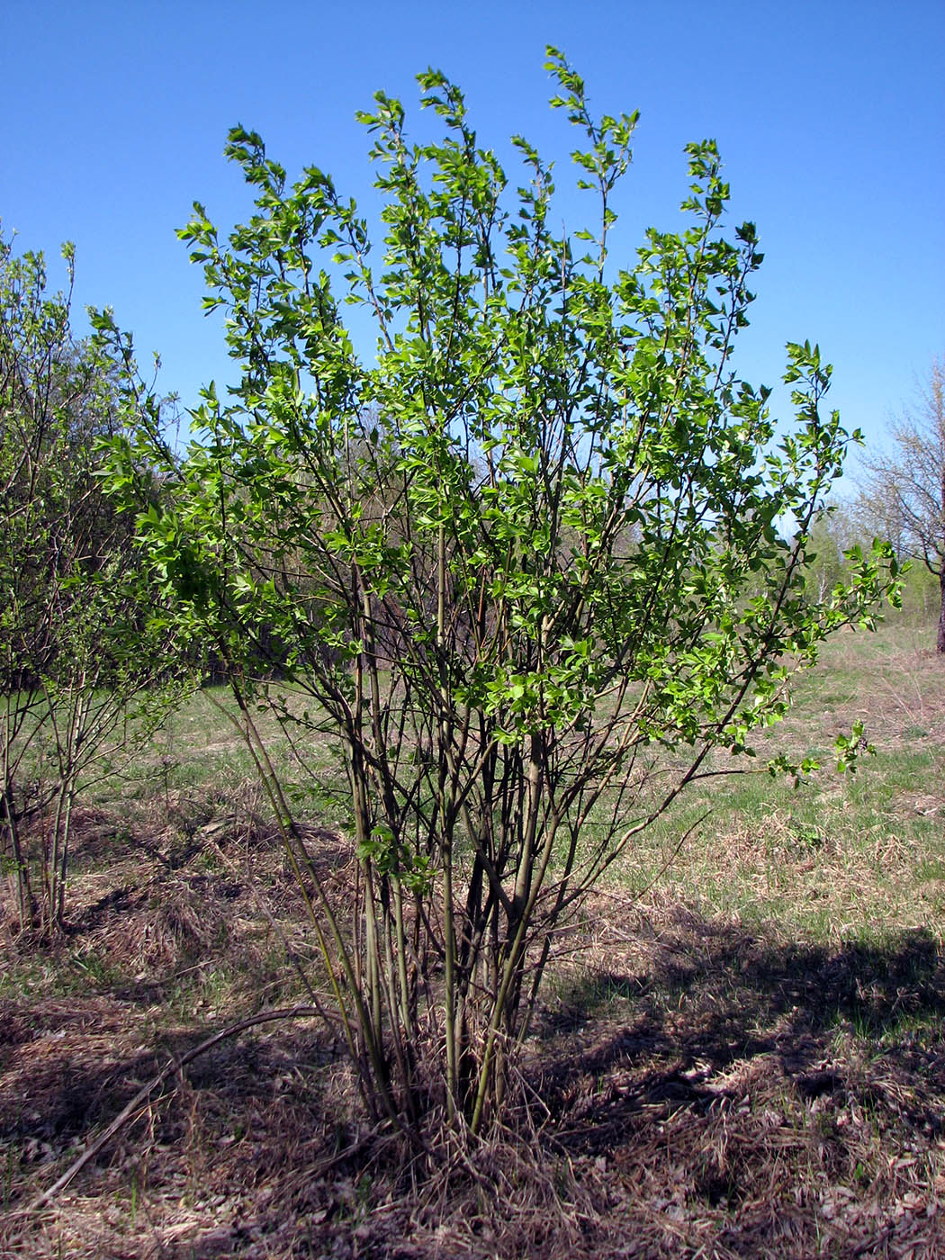 Image of Salix caprea specimen.