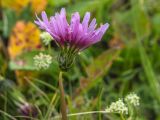 Taraxacum porphyranthum