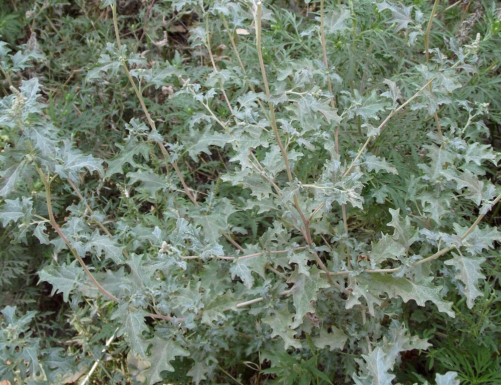 Image of Atriplex tatarica specimen.