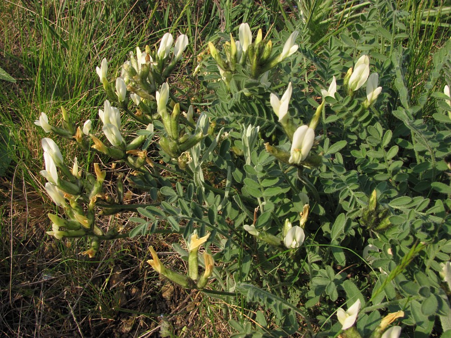 Изображение особи Astragalus reduncus.