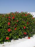 Hibiscus rosa-sinensis. Цветущие растения. Греция, о. Родос, в культуре. Июль 2017 г.