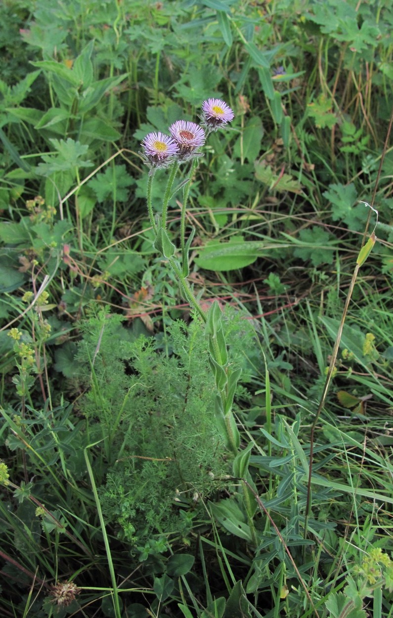 Image of Erigeron caucasicus specimen.