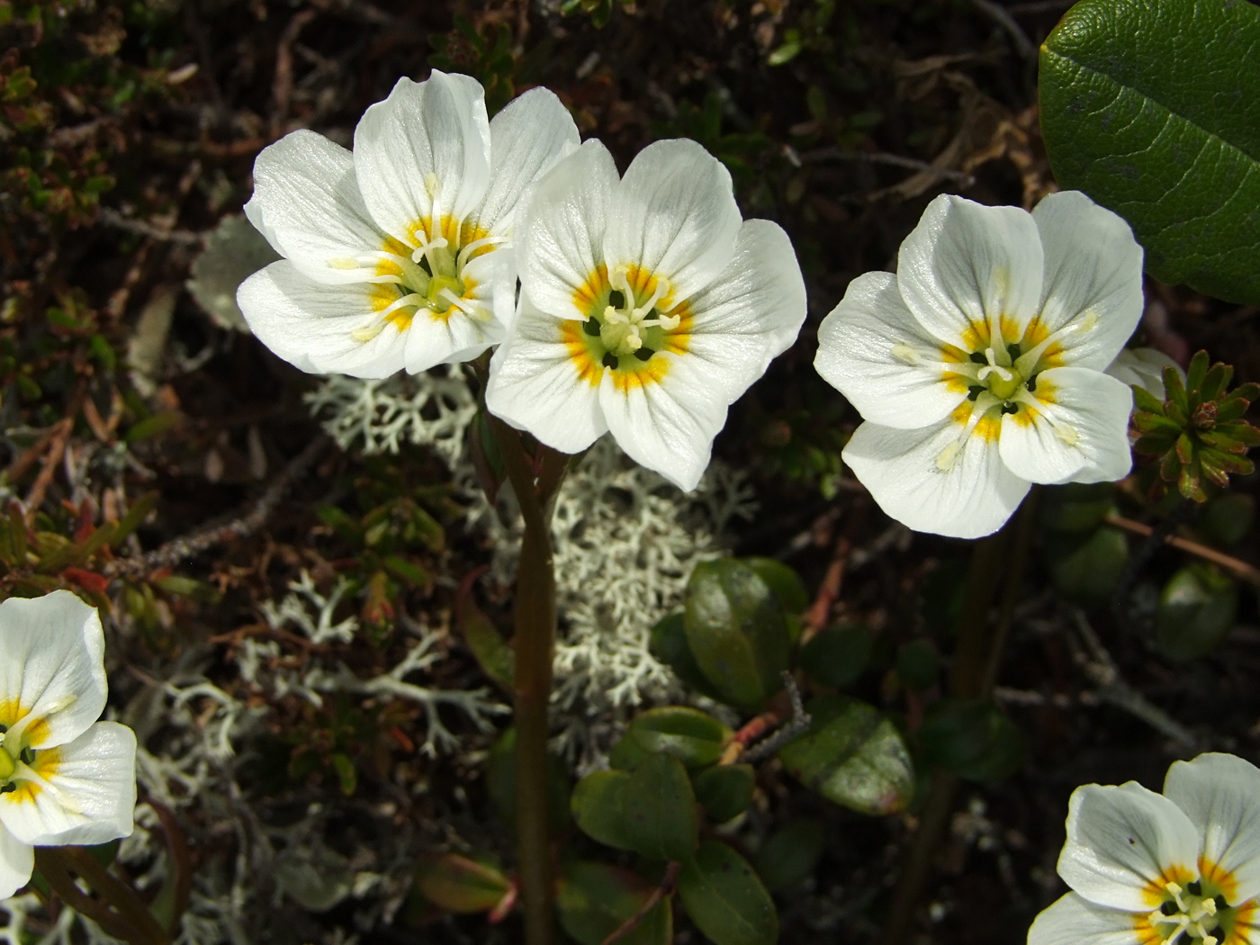 Image of Claytonia soczaviana specimen.