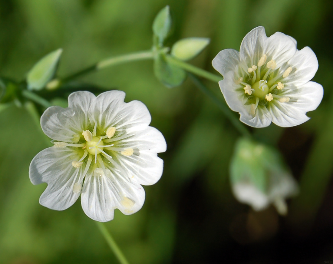 Image of Cerastium davuricum specimen.