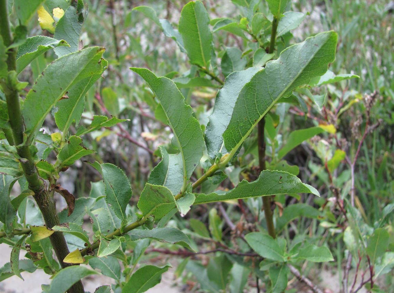 Image of genus Salix specimen.