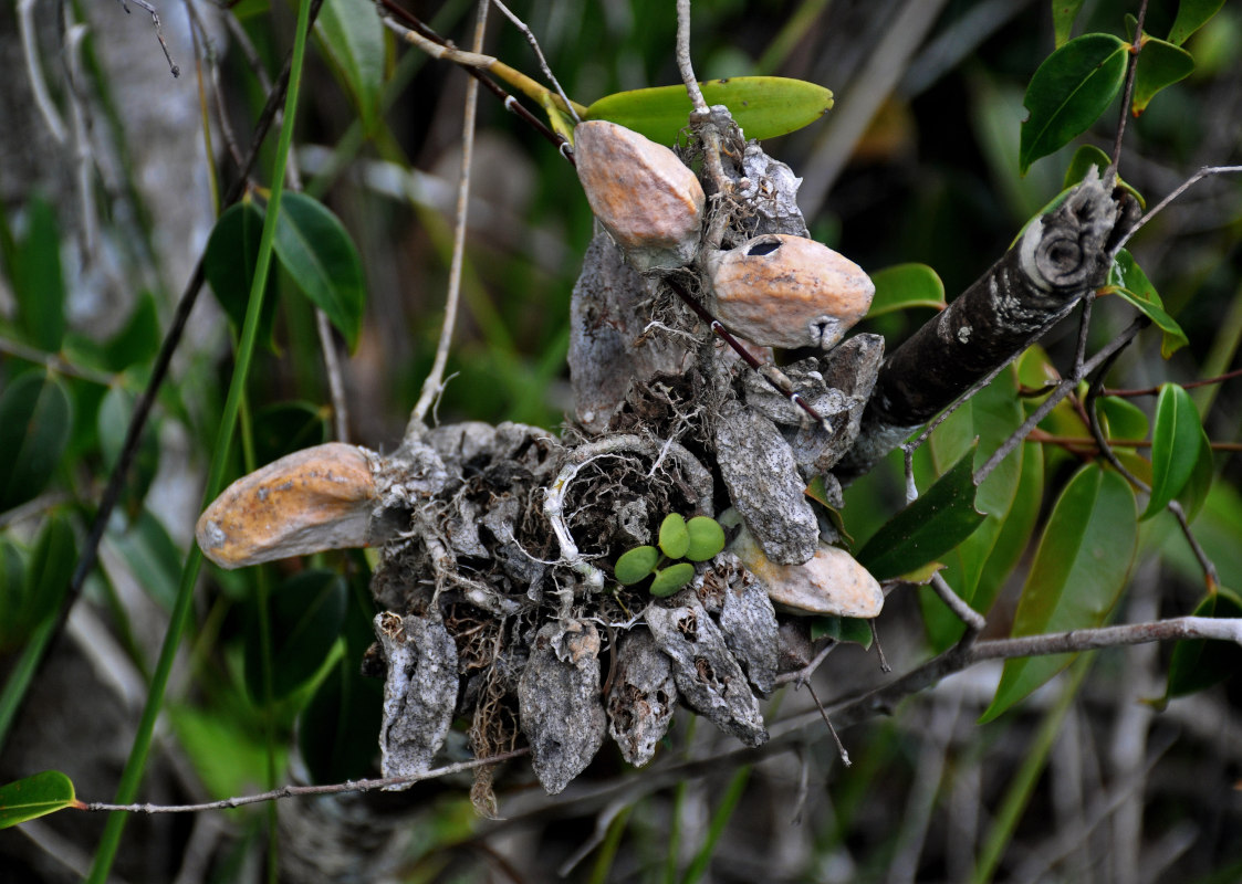 Image of Dischidia major specimen.