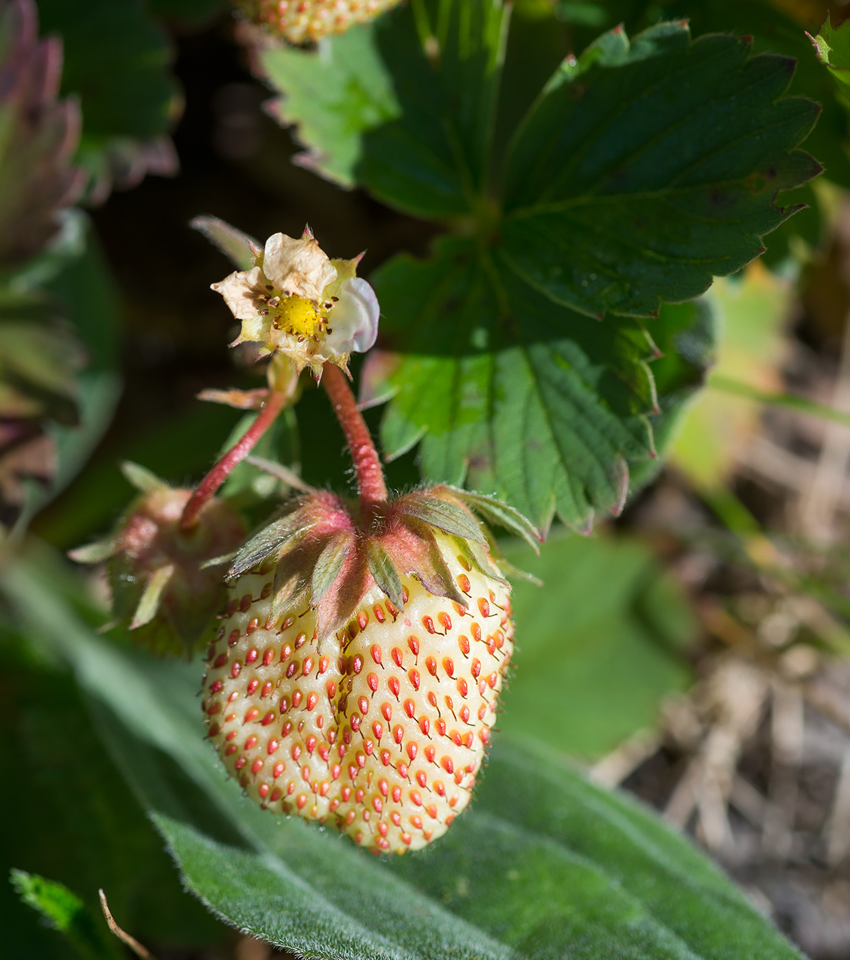Image of Fragaria × ananassa specimen.