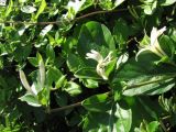 Lonicera japonica. Ветви с цветками. Крым, Алушта. 24 мая 2010 г.