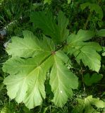 Heracleum sosnowskyi. Лист. Подмосковье, окр. г. Одинцово, берёзовая роща. Май 2018 г.