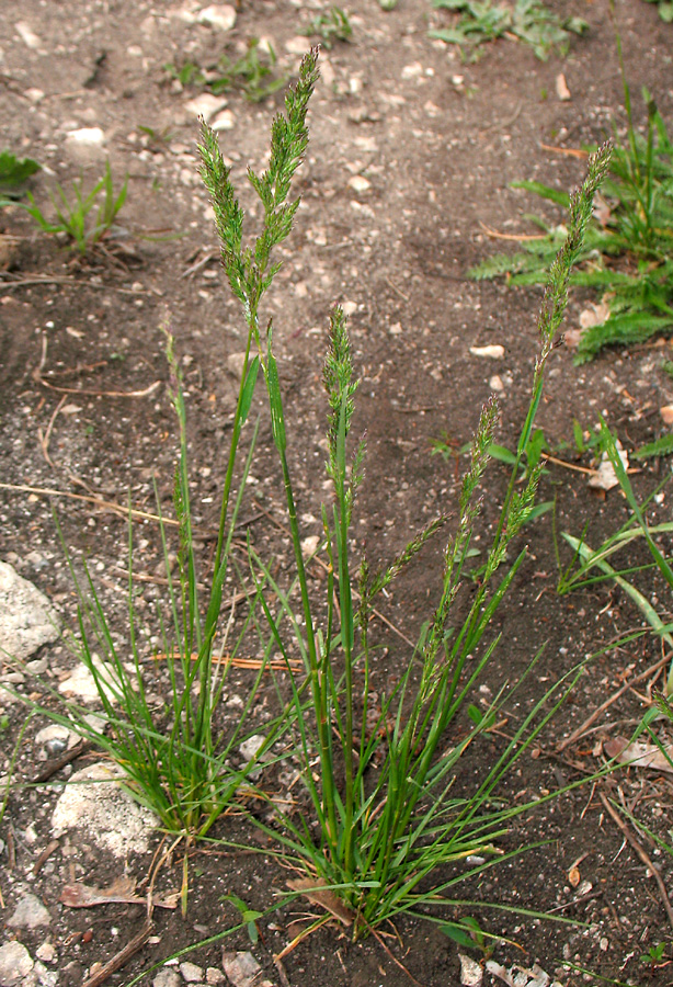 Image of genus Poa specimen.