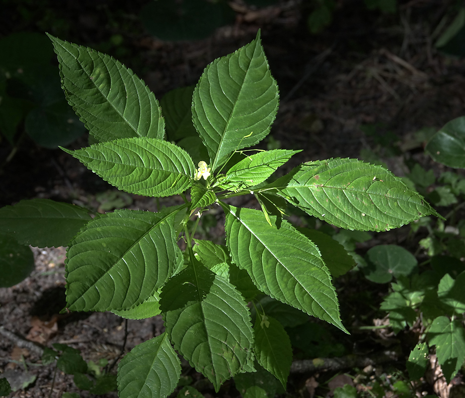 Image of Impatiens parviflora specimen.