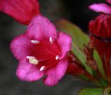 Weigela hybrida