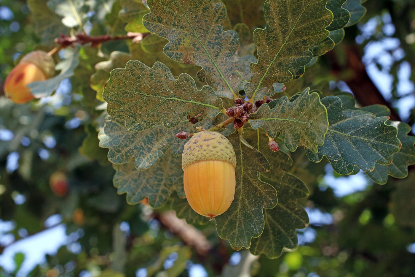 Image of Quercus robur specimen.