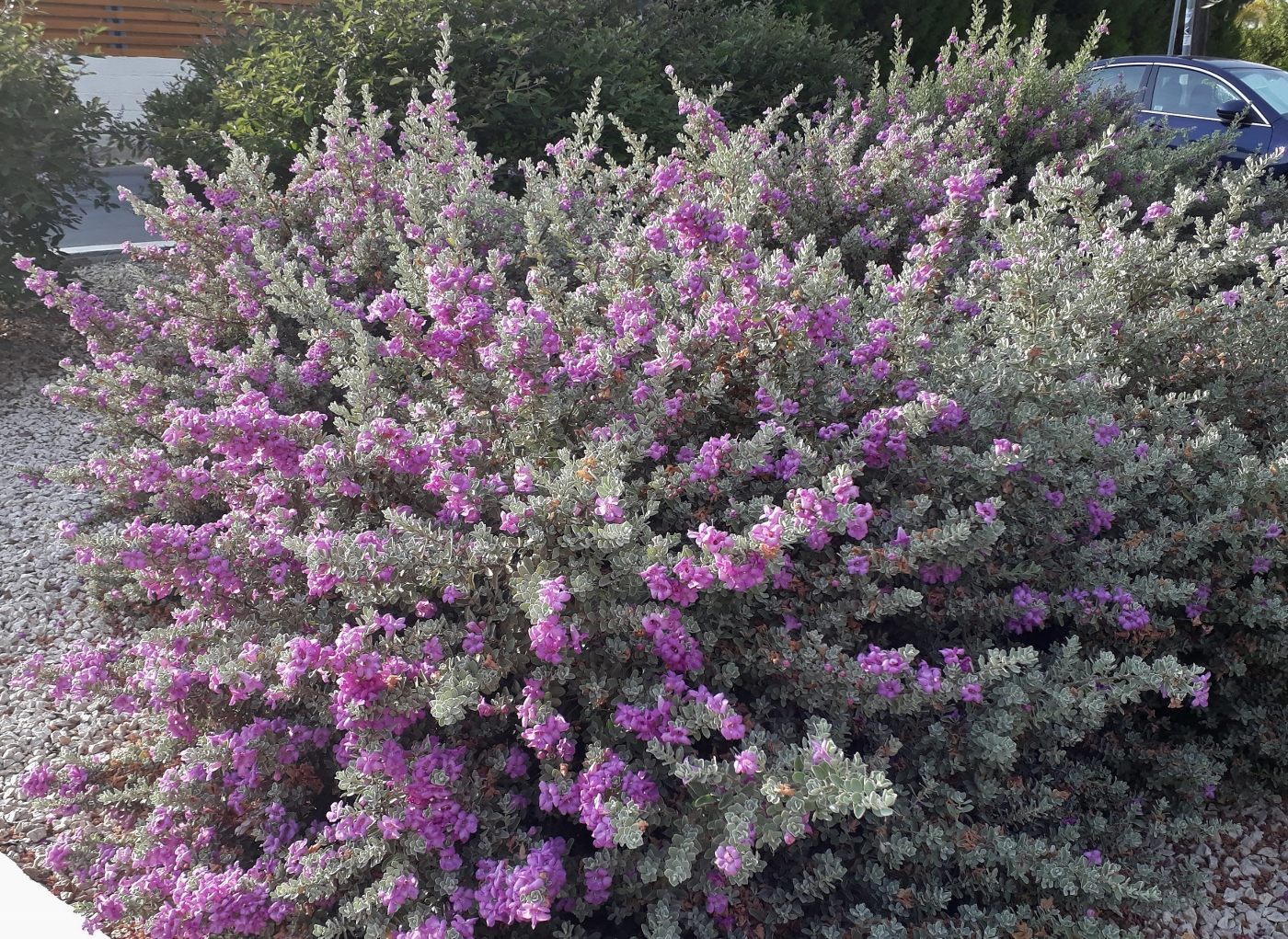 Изображение особи Leucophyllum frutescens.