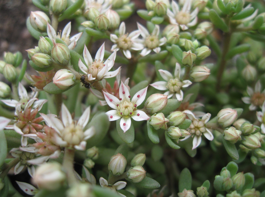 Image of Sedum hispanicum specimen.