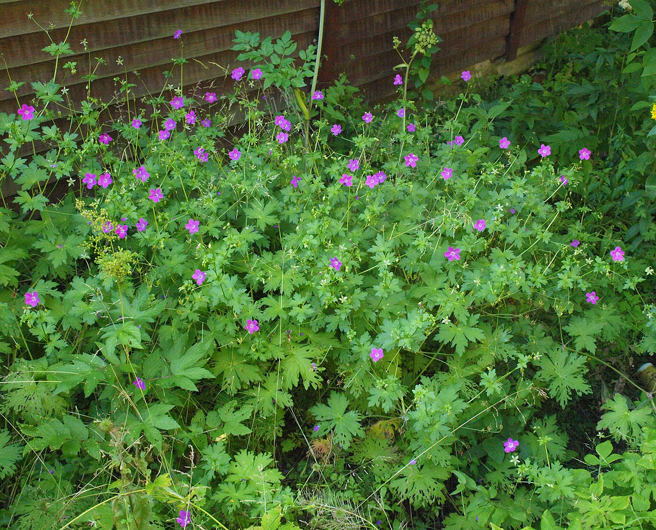 Изображение особи Geranium palustre.