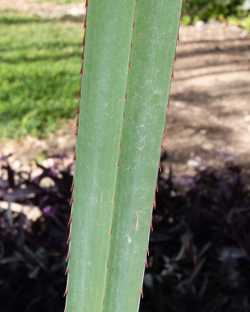 Изображение особи Pandanus utilis.